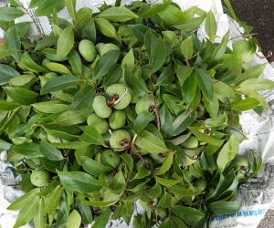 Thứ quả 'thần tiên' gắn liền với tuổi thơ 8x, 9x nay được bán với giá 'chát'