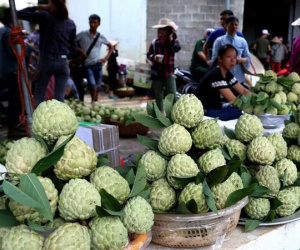 Lạng Sơn được mùa na, sản lượng ước đạt hơn 30.000 tấn