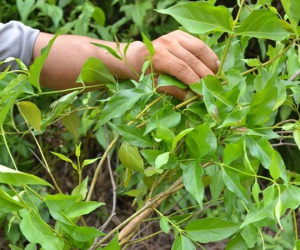 Vợ bỏ lá ngón vào canh đầu độc chồng
