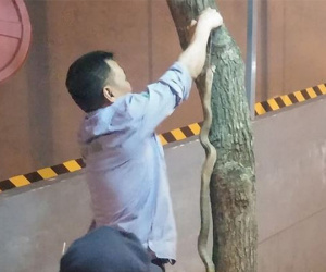 Hà Nội: Bé trai bị rắn cắn khi chơi ở công viên Linh Đàm