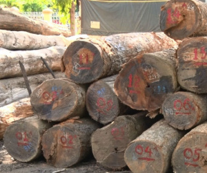 Hạt trưởng kiểm lâm bị bắt, Chi cục trưởng vội trả gỗ...không giấy tờ