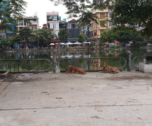 Vụ người đàn ông cụt chân bị chó Becgie cắn chết ở Hà Nội: 'Nỗi lo lắng bấy lâu của dân cư trong ngõ đã thành sự thật'