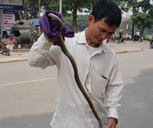 Chuyên gia lý giải nguyên nhân rắn 'thi nhau xuất hiện' ở khu đô thị Linh Đàm