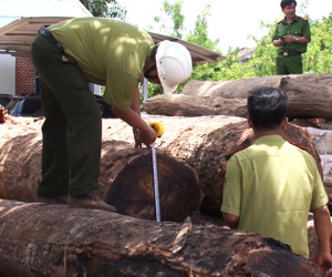 Khởi tố Hạt trưởng kiểm lâm tiếp tay cho trùm gỗ lậu Phượng 'râu'