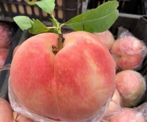 Sự thật đào tiên khổng lồ mới xuất hiện: 1kg/quả, giá chỉ 10.000 đồng
