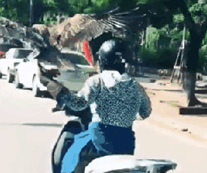 Xuất hiện 'thần điêu đại tỉ' mang chim cắt đi Lead phóng hiên ngang giữa phố
