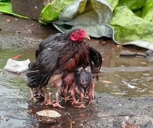 Video: Gà mẹ giang cánh che chở đàn con giữa trời mưa bão