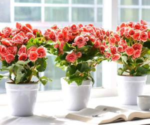 5 cây trồng trong nhà vừa mang phong thủy tốt lại phòng chống bệnh ung thư hiệu quả