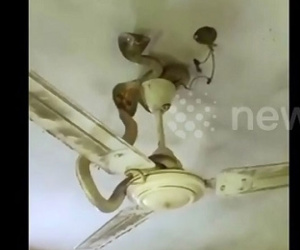 Bị lũ cuốn vào nhà, đôi rắn hổ mang mắc kẹt trên quạt trần