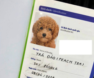 9X 'dở khóc dở cười' khi lần đầu đưa chó đi làm giấy khai sinh
