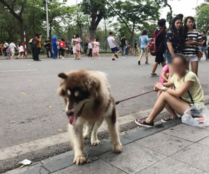 'Sẽ cấm tiệt, không cho mang chó vào phố đi bộ hồ Gươm'
