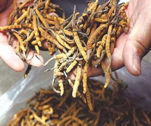 Thần dược 2 tỷ đồng/kg: Sự thật 'cú lừa thế kỷ' khiến đại gia ngã ngửa