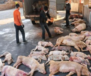 Dịch tả lợn châu Phi ‘tấn công’ châu Á, hiện chưa có thuốc chữa