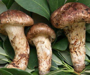 Hàng trăm người đặt tiền, chờ mua loại nấm đắt nhất thế giới về Việt Nam