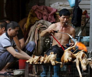 Những nguy hiểm rình rập sức khỏe khi ăn thịt chó