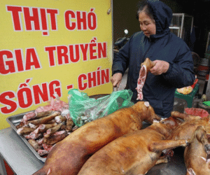 Nơi cả làng ăn thịt chó ngày Tết ở Hà Nội: 'Đã là tục lệ thì giỗ, Tết nhất định phải có thịt chó để ăn'