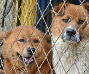 NÓI THẲNG: Cấm ăn thịt chó có gì khó!