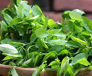 Rau ngót - 'thần dược' trị nhiều bệnh không phải ai cũng biết