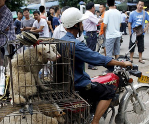 Chàng trai Anh thu thập 23.000 chữ ký phản đối lễ hội thịt chó Trung Quốc