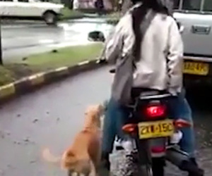 Hình ảnh chú chó tuyệt vọng đuổi theo chủ sau khi bị bỏ rơi khiến nhiều người phải rơi nước mắt