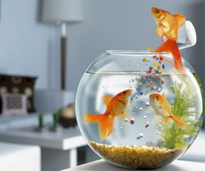 Nuôi cá trong văn phòng chuẩn phong thủy để sự nghiệp lên như diều gặp gió