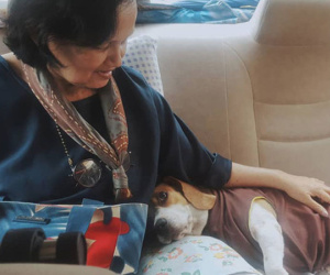 Nàng dâu kể khổ chuyện nai lưng phục vụ... chó của mẹ chồng: Cháu mới sinh bà không bế, chỉ hỏi hôm nay chó ăn gì
