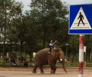 Đắk Lắk đưa con đi học bằng voi như truyền thuyết