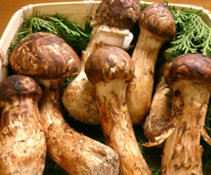 Nấm Matsutake đắt đỏ nhất thế giới đang cháy hàng tại Việt Nam