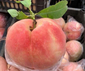 Sự thật về đào tiên khổng lồ 1kg/trái