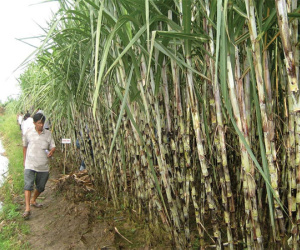 Ngành mía đường 'chao đảo'