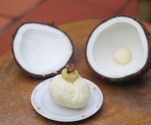 Mộng dừa là gì mà có giá cao gấp 30 lần quả dừa?