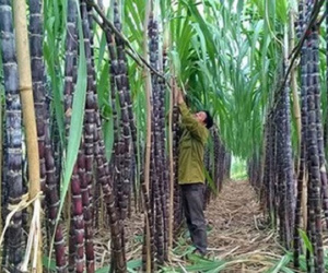Ngành mía đường: 'Chao đảo' vì đường lậu