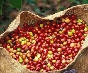 Giá cà phê hôm nay (25/9): Tăng nhẹ