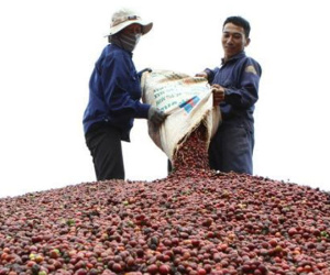 Vì sao giá cà phê giảm giá mạnh trong thời gian qua?
