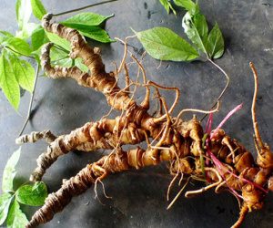 Cần đẩy mạnh phát triển ngành CN trồng, chế biến sâm Ngọc Linh