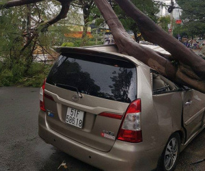 TP.HCM: Xế hộp bị cây xanh đè bẹp dúm trên đường phố, tài xế vội đạp cửa thoát ra ngoài