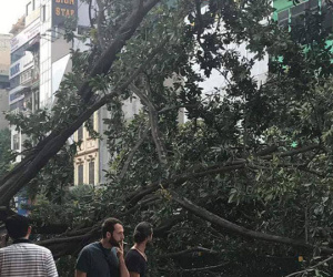 Hà Nội: Cây đa bật gốc chắn ngang đường Tôn Đức Thắng, giao thông tê liệt