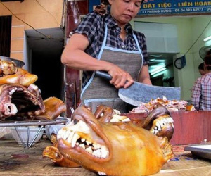 Báo Đức viết về 'văn hóa ăn thịt chó' ở Việt Nam