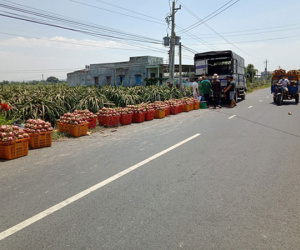 Lại kêu gọi 'giải cứu thanh long'