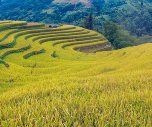 Ngỡ ngàng vẻ đẹp ruộng bậc thang Hoàng Su Phì mùa lúa chín