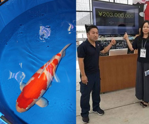 Người phụ nữ chi 41,5 tỷ đồng mua con cá có 2 màu trắng, đỏ