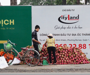 Thanh long Bình Thuận đổ về Sài Gòn giá 15.000 đồng 2 kg