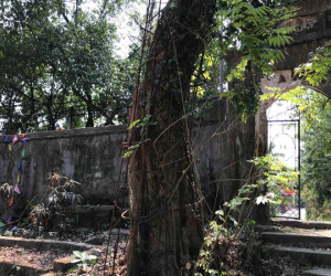 Chuyên gia giải mã nguyên nhân khiến gỗ sưa có giá 'trên trời', đại gia săn lùng