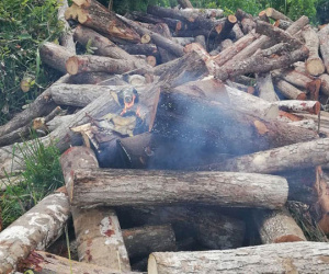 Kiểm tra gỗ lậu, cán bộ kiểm lâm bị tưới xăng đốt
