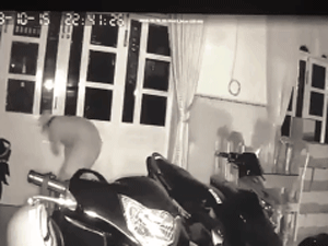 Video: Trộm mở chốt cửa đi ra, chủ hộ lững thững ra xem vì tưởng... người nhà