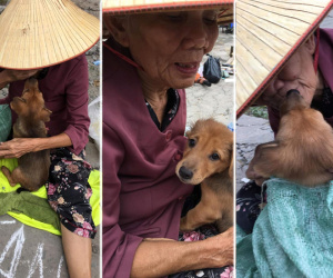 Góc khuất phía sau hình ảnh 'bà lão hôn tạm biệt cậu Vàng trước khi bán' gây sốt cộng đồng mạng