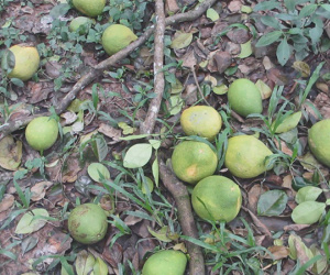 Bưởi Năm Roi rụng trắng gốc, nông dân khóc ròng bán 1.000 đồng/kg