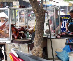 Khi chó chỉ là 'cầy tơ'