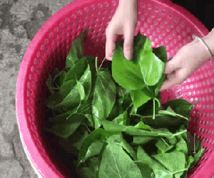 Cháo ấu tẩu và lá ngón xào tỏi - 2 đặc sản có độc của vùng cao và chuyện thú vị đằng sau