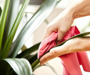 5 sai lầm cần tránh khi trồng cây trong nhà để không ảnh hưởng đến sức khỏe